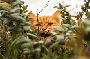 橘猫藏身绿植中