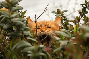 草丛中打哈欠的橘猫