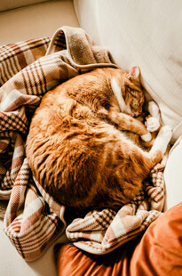 橘猫蜷卧在温暖织物中