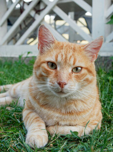 橘猫惬意躺于绿草地上