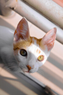 窗边可爱的白橘色猫咪