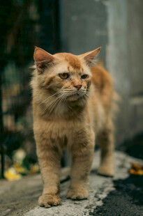 橘猫立于石上眺望远方