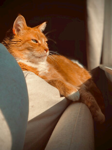 橘猫惬意躺于车座上