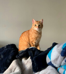 橘猫端坐凌乱被褥上