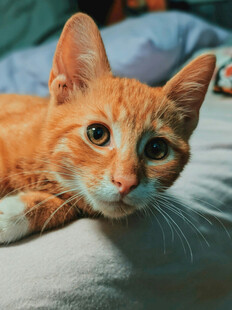 橘猫趴卧眼神灵动可爱