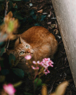 橘猫藏身花丛中