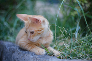 橘色小猫趴卧在草丛边