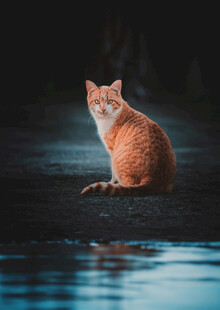 橘猫静坐于水边