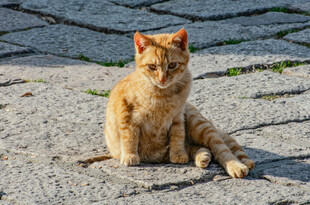 独坐的橘猫