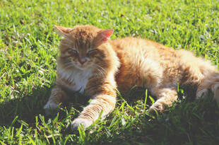 草地上的橘猫