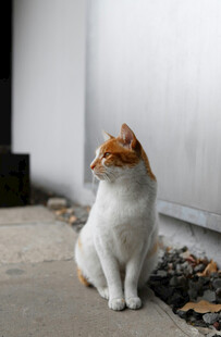 坐地面的白棕相间猫咪