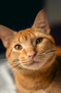 可爱橘猫直视镜头