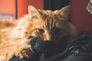 慵懒橘猫惬意躺卧