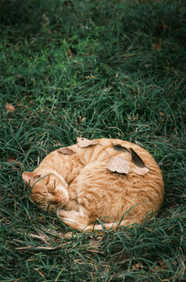 草地上蜷缩睡觉的猫咪