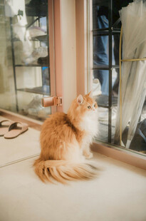 窗边橘猫凝视窗外