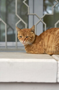 窗边橘猫惬意休憩