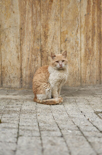 橘猫坐于斑驳墙前