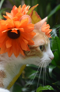 戴橙花的可爱猫咪