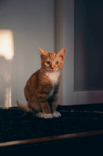 橘猫独坐