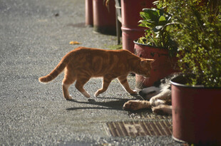 橘猫嗅探地上绿植