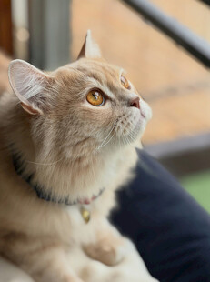 可爱猫咪仰头望