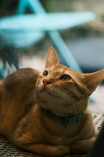 慵懒猫咪惬意仰头