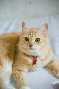 橘猫趴卧眼神灵动可爱