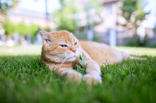 草地上悠闲的橘猫