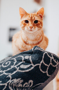 橘猫趴枕上