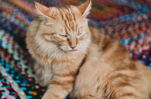 慵懒橘猫惬意躺卧