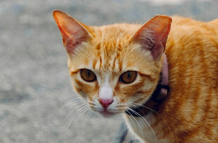 可爱橘猫特写