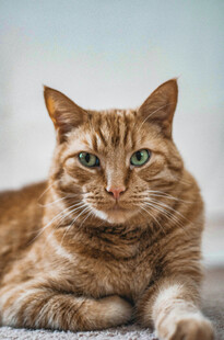橘猫悠然趴卧