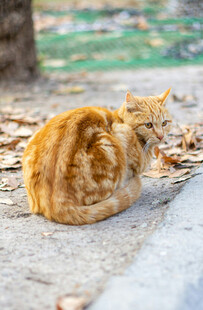 蜷卧的橘猫