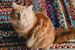 橘猫端坐多彩织物上