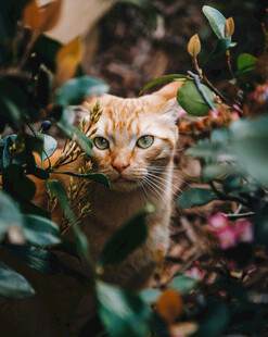 橘猫藏身绿植间好奇张望