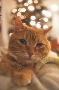 橘猫惬意躺卧温馨画面