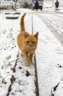 雪地中的橘猫