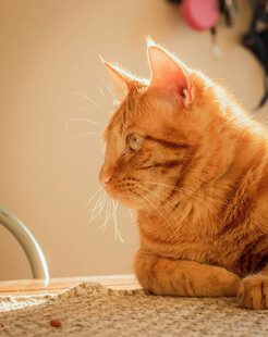 橘猫安静趴卧