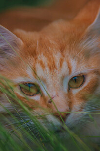 橘猫藏于草丛中窥望