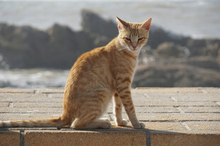 海边木台上的橘色猫咪