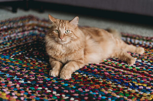 橘猫慵懒躺于多彩毛毯上