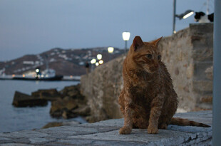 海边石上的孤独猫咪