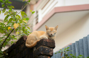墙头橘猫休憩