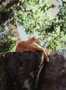 橘猫惬意卧于石上
