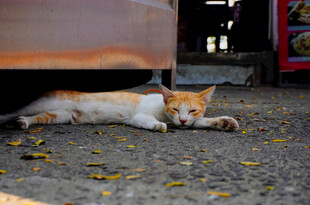 慵懒猫咪躺于车底小憩
