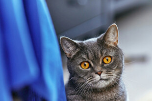 蓝布旁的好奇灰猫