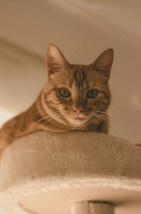 可爱猫咪趴猫爬架上