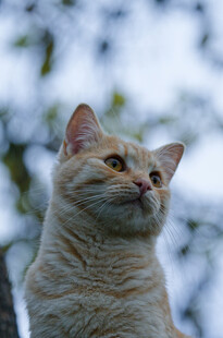 仰头眺望的橘猫
