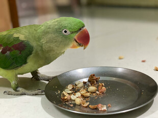 绿鹦鹉站在盘边吃食物