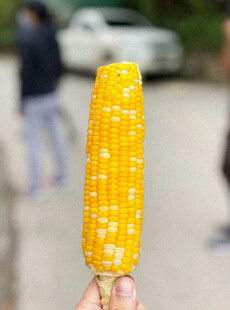 手持香甜玉米棒